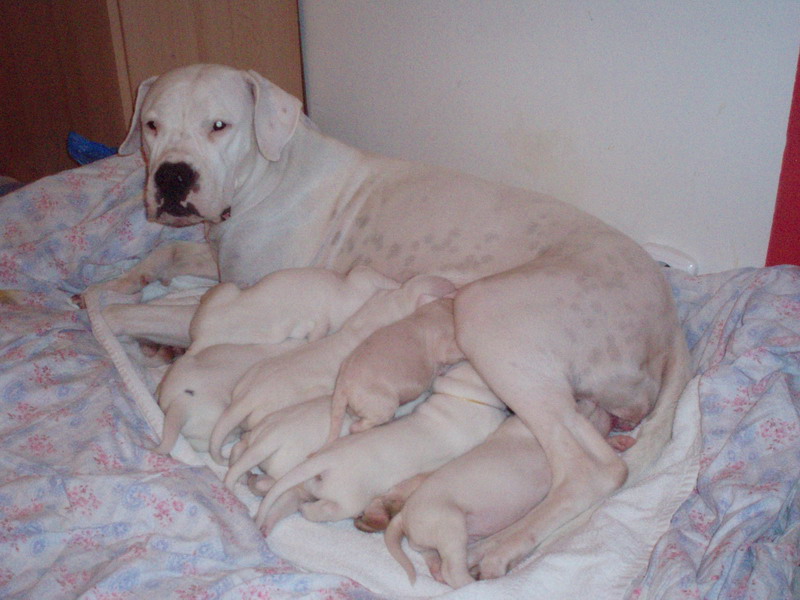 OLYMPUS DIGITAL CAMERA Psí služby Praha