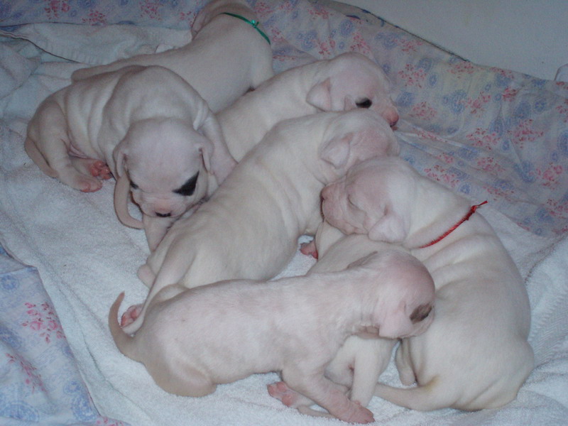 OLYMPUS DIGITAL CAMERA Psí služby Praha