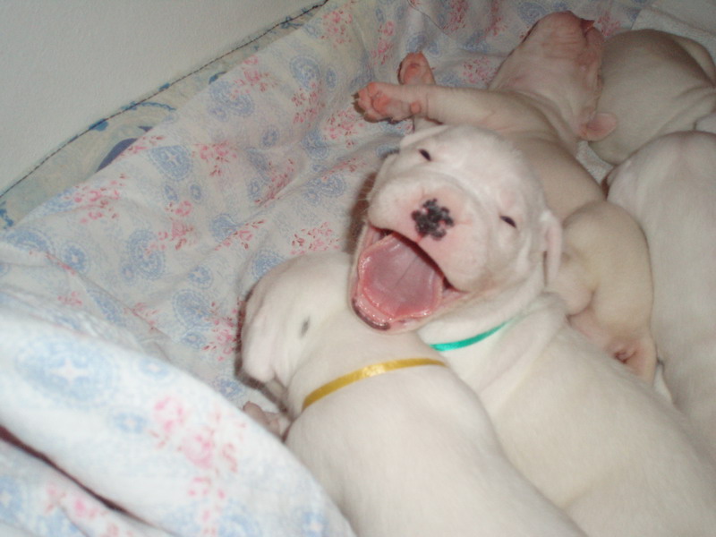 OLYMPUS DIGITAL CAMERA Psí služby Praha