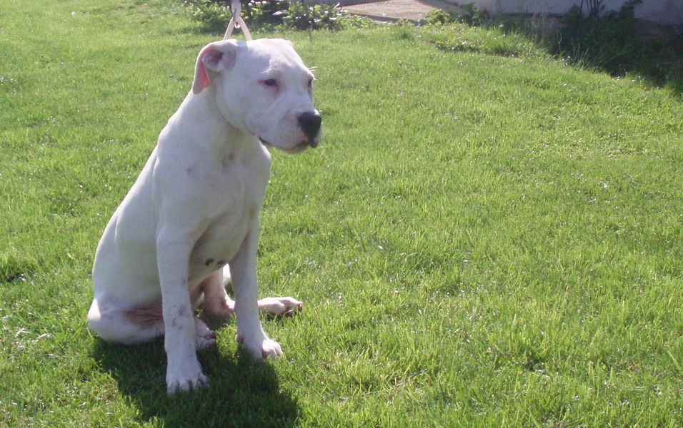 OLYMPUS DIGITAL CAMERA Psí služby Praha