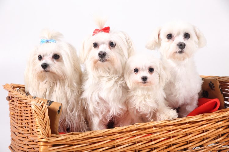 l-maltezaci-022 Psí služby Praha