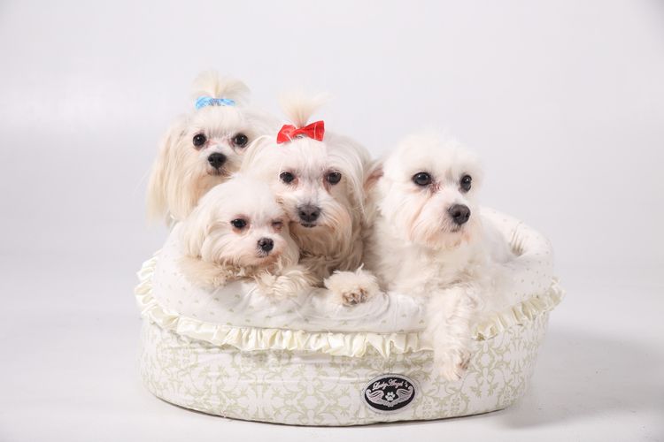 l-maltezaci-023 Psí služby Praha