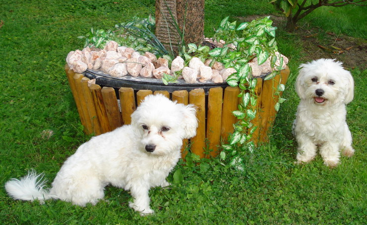 maltezaci-015 Psí služby Praha