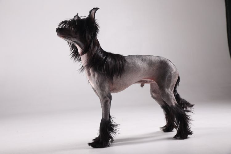 nahac03 Psí služby Praha