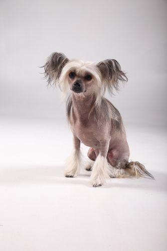 nahac05 Psí služby Praha