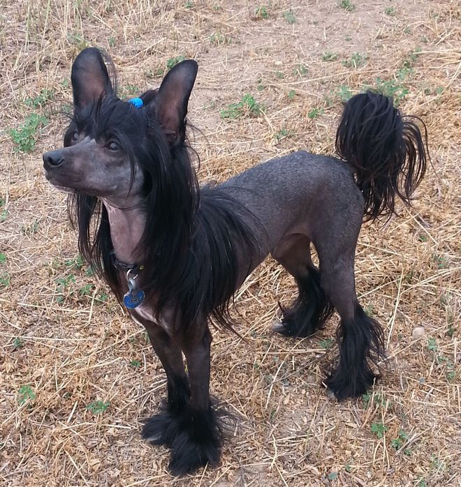 ø; Psí služby Praha