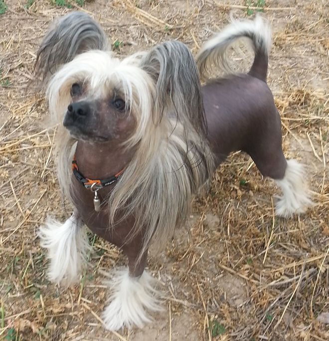 ø; Psí služby Praha