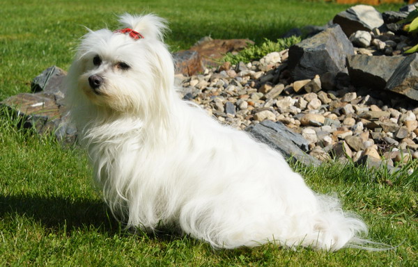 SONY DSC Psí služby Praha